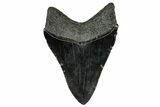 Serrated, Fossil Megalodon Tooth - South Carolina #333637-1